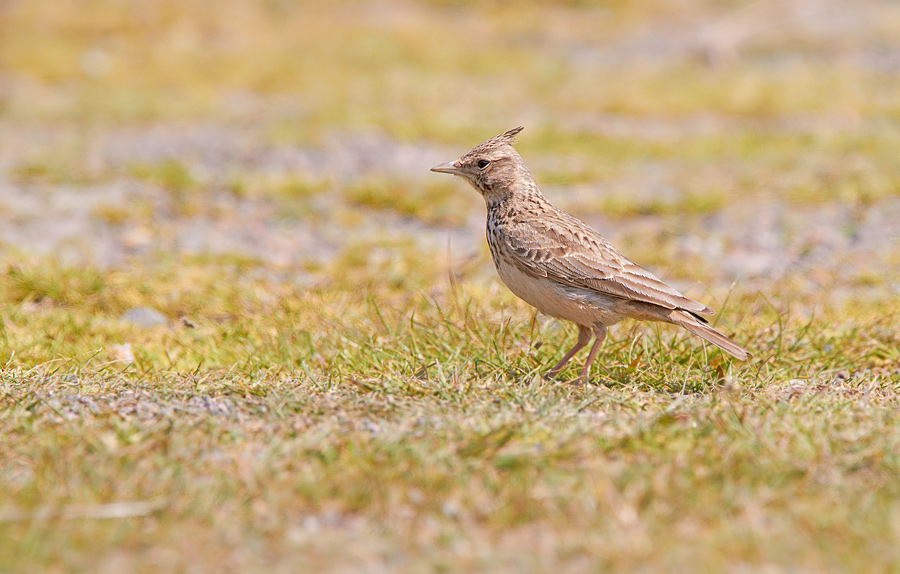 Tofslrka / Crested Lark Galerida cristata 