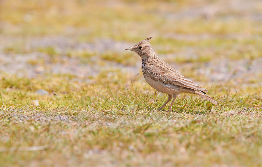 Tofslrka / Crested Lark Galerida cristata 