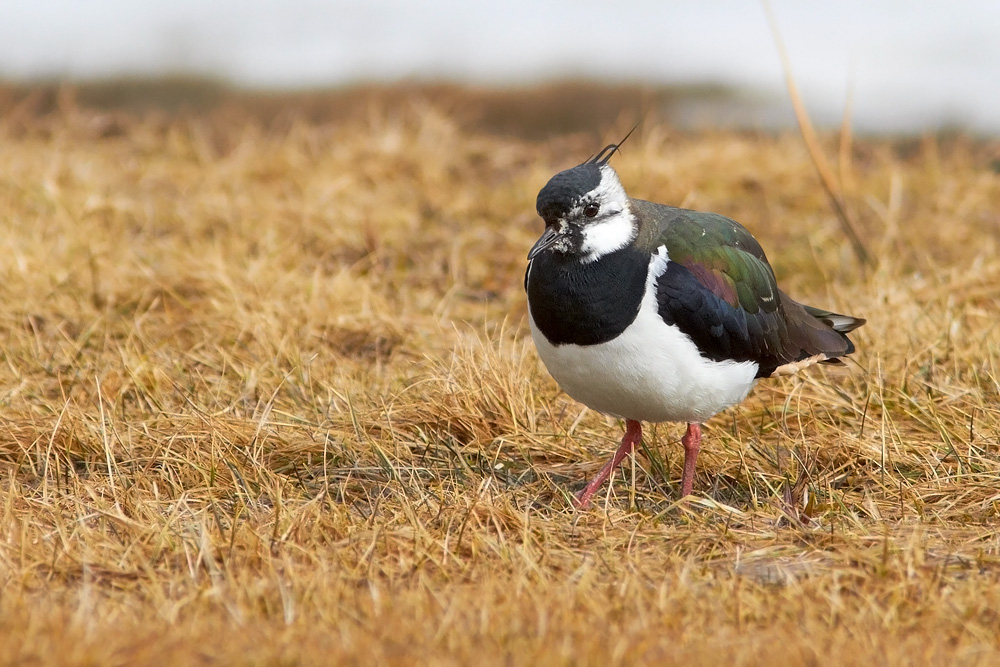 Tofsvipa / Lapwing  Vanellus vanellus 