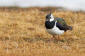 Tofsvipa / Lapwing  Vanellus vanellus 