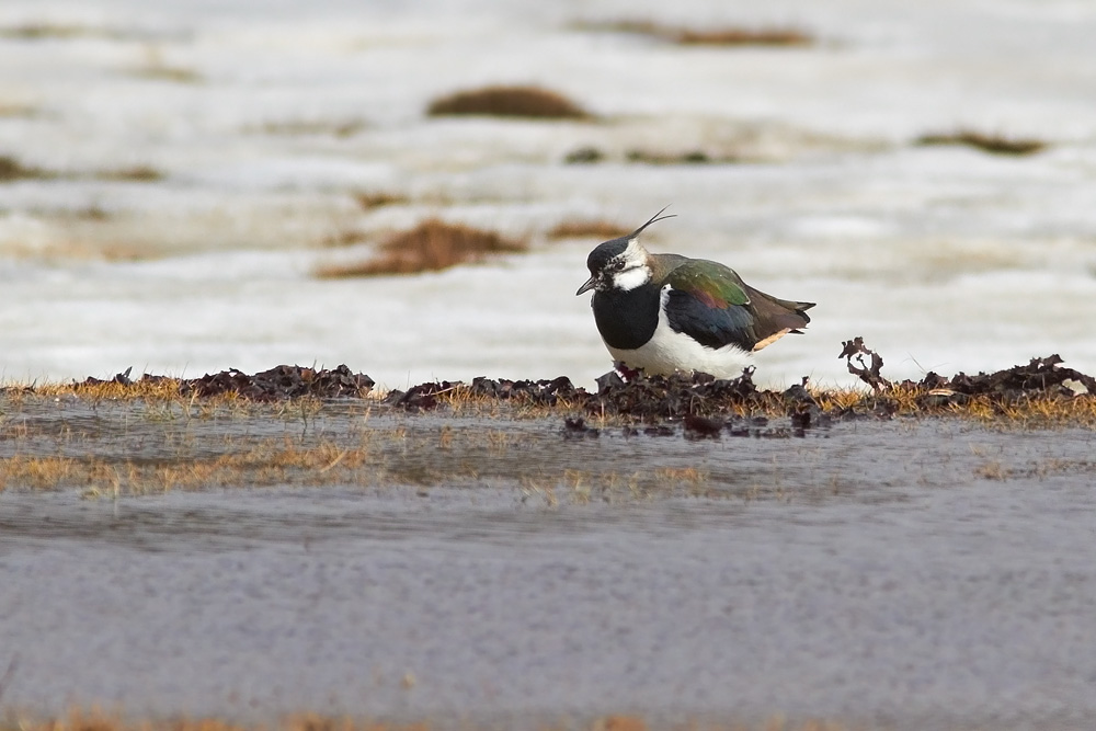 Tofsvipa / Lapwing  Vanellus vanellus 