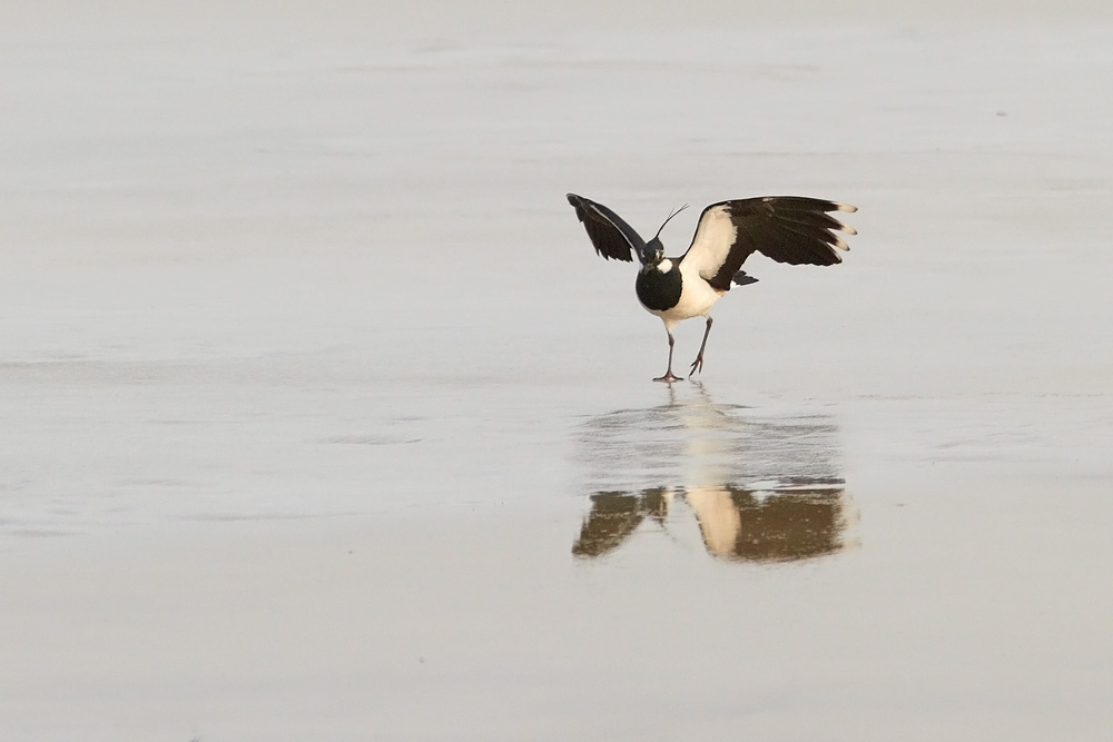 Tofsvipa / Lapwing  Vanellus vanellus 