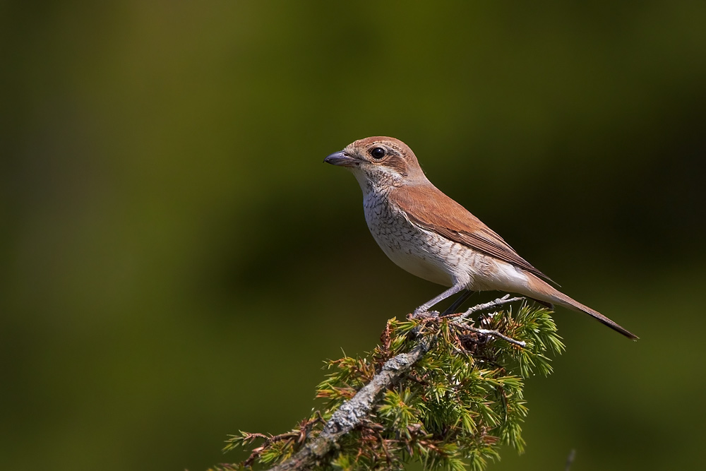 Trnskata / Red-backed Shrike Lanius collurio  