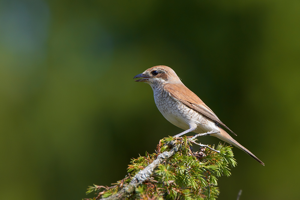 Trnskata / Red-backed Shrike Lanius collurio  