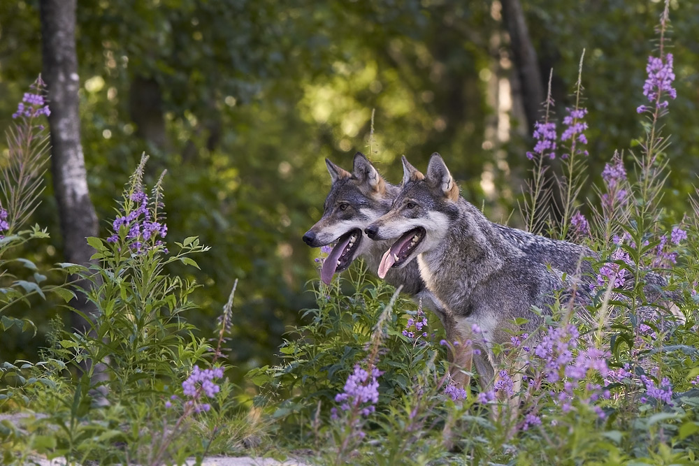 Varg / Wolf  Canis lupus