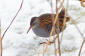 Vattenrall / Water Rail Rallus aquaticus 