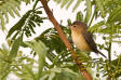 Warbling Vireo Vireo gilvus