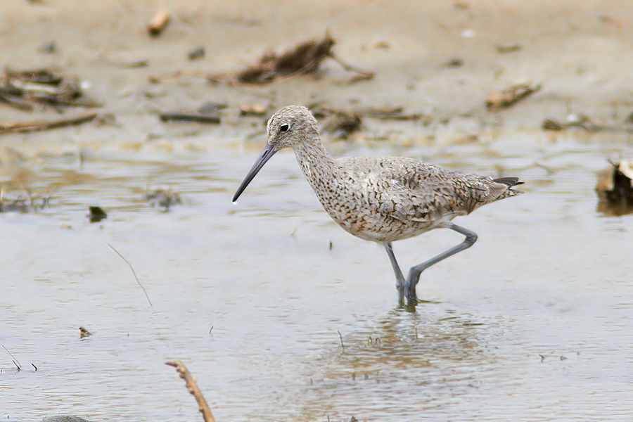 Willet Tringa semipalmata