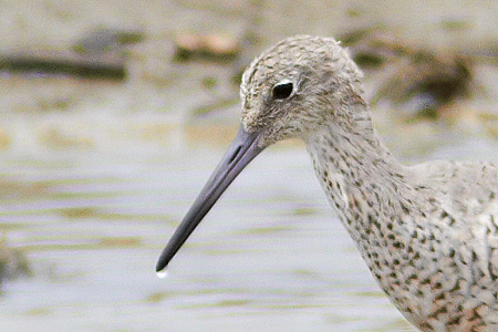 Willet Tringa semipalmata