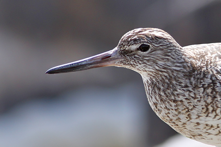 Willet Tringa semipalmata