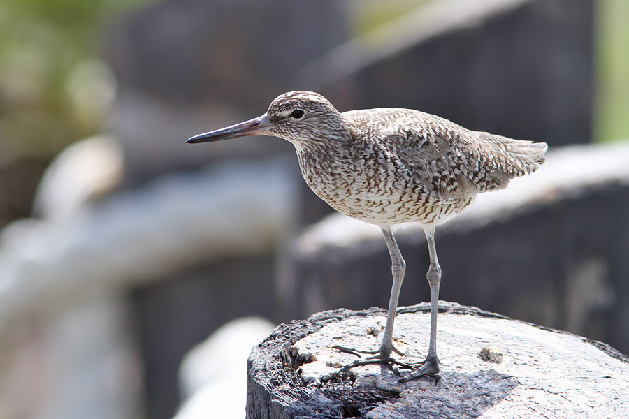 Willet Tringa semipalmata