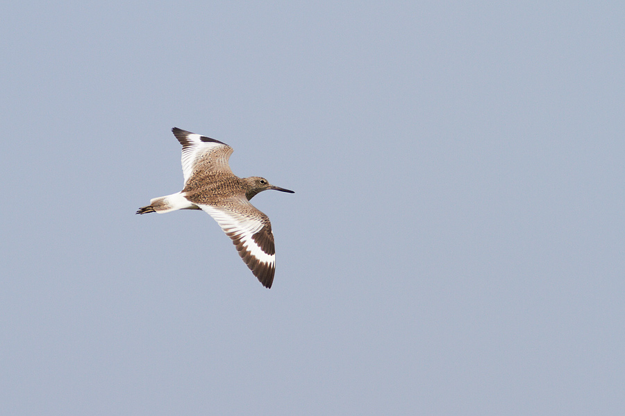 Willet Tringa semipalmata