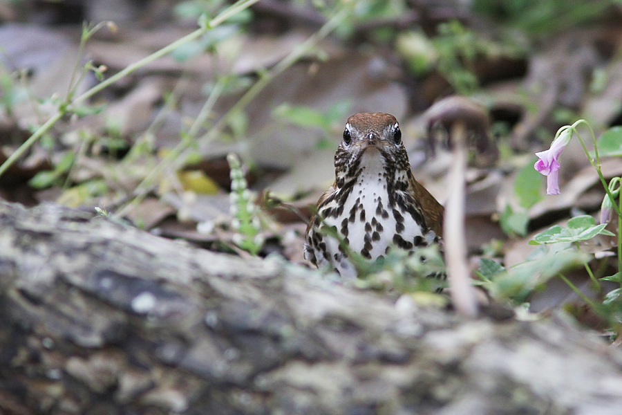 Wood Thrush Hylocichla mustelina