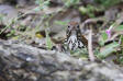 Wood Thrush Hylocichla mustelina