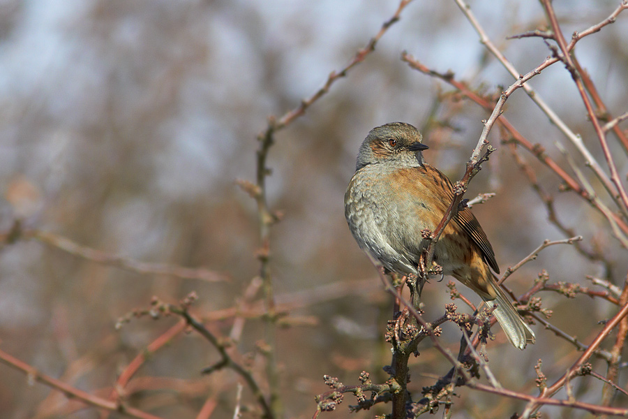 Jrnsparv / Dunnock Prunella modularis 