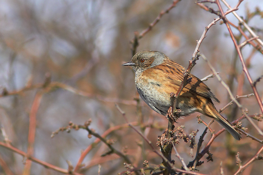 Jrnsparv / Dunnock Prunella modularis 