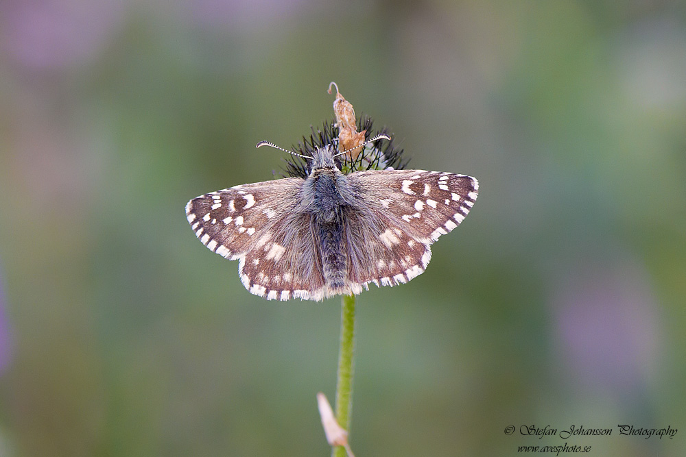 Backvisslare / Oberthur's Grizzled Skipper Pyrgus amoricanus