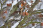 Bjrktrast / Fieldfare Turdus pilaris 