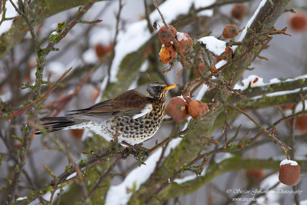 Turdus pilaris 