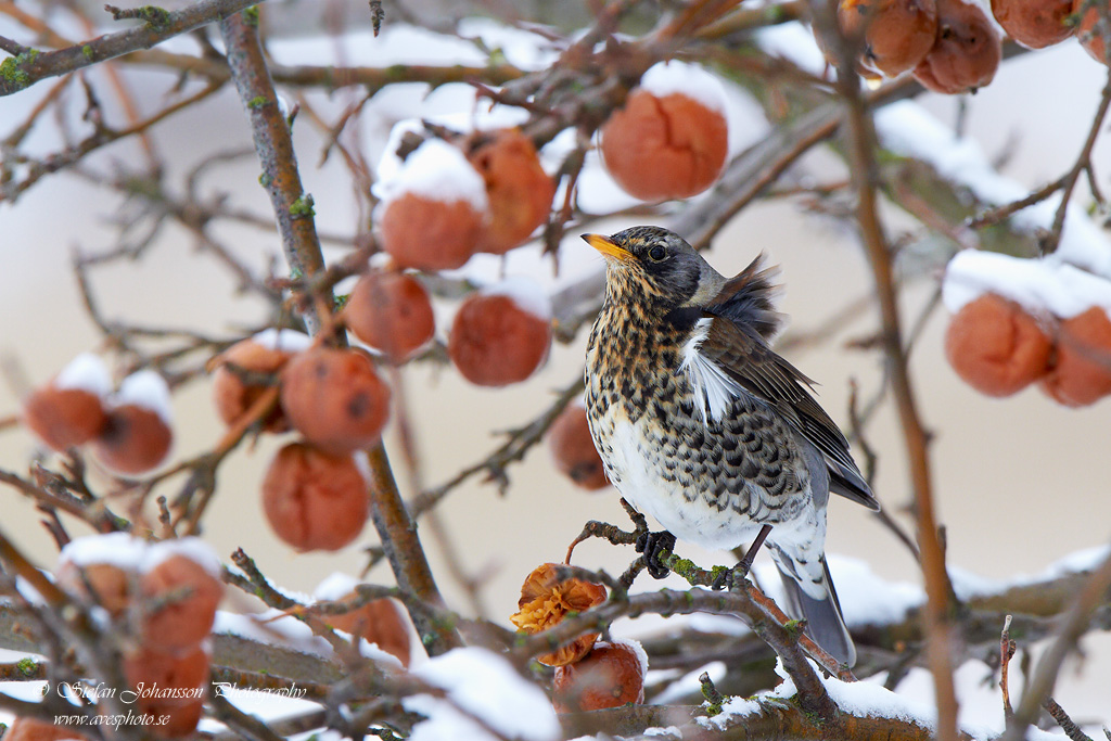 Turdus pilaris 