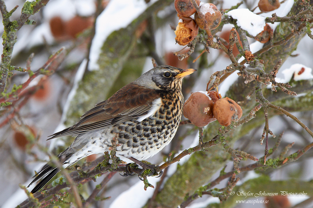 Turdus pilaris 