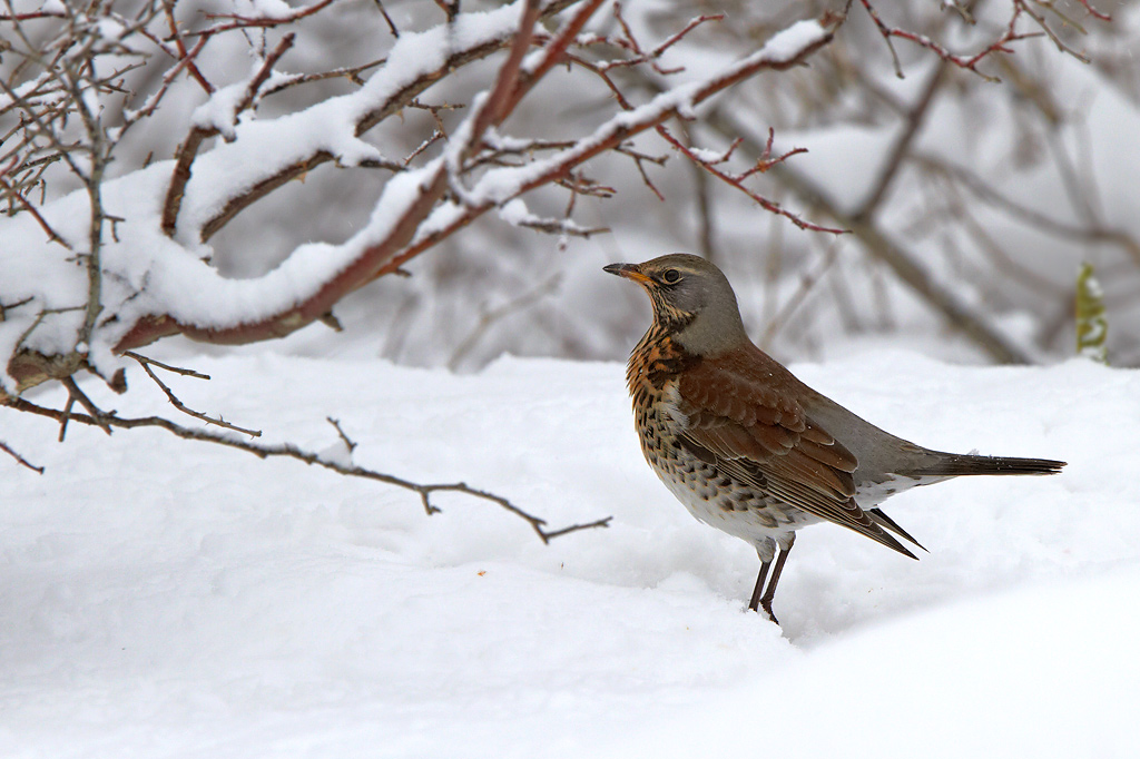 Bjrktrast / Fieldfare Turdus pilaris 