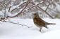 Bjrktrast / Fieldfare Turdus pilaris 