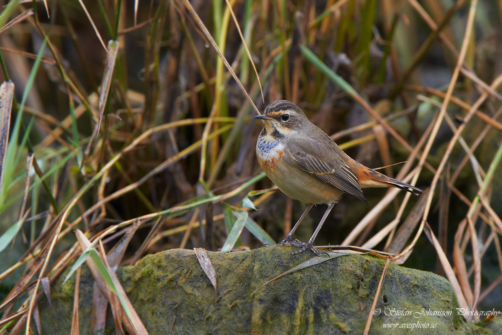 Luscinia svecica 