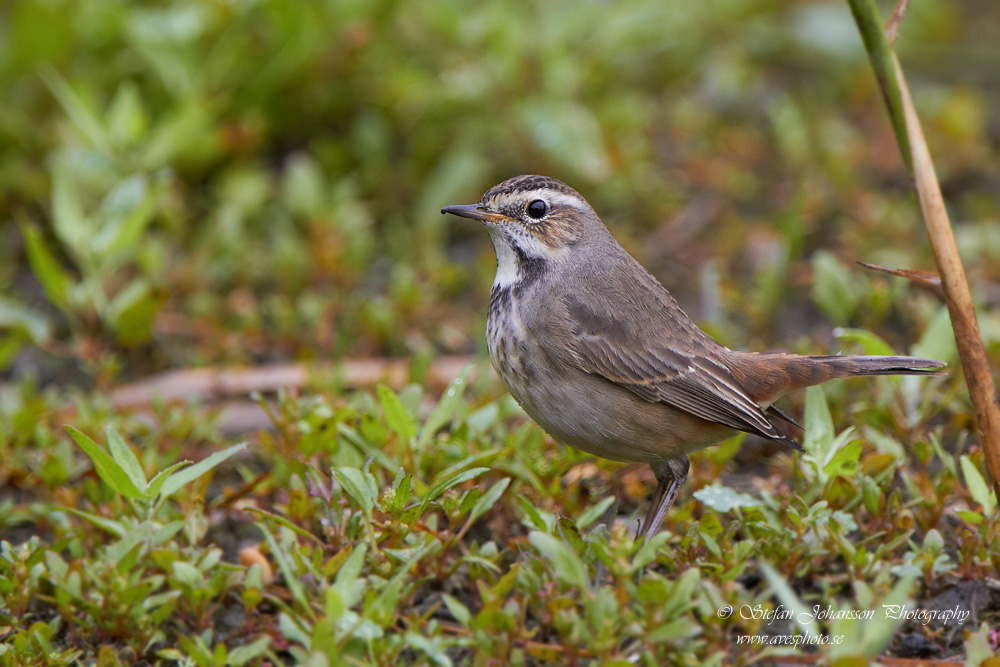 Luscinia svecica 