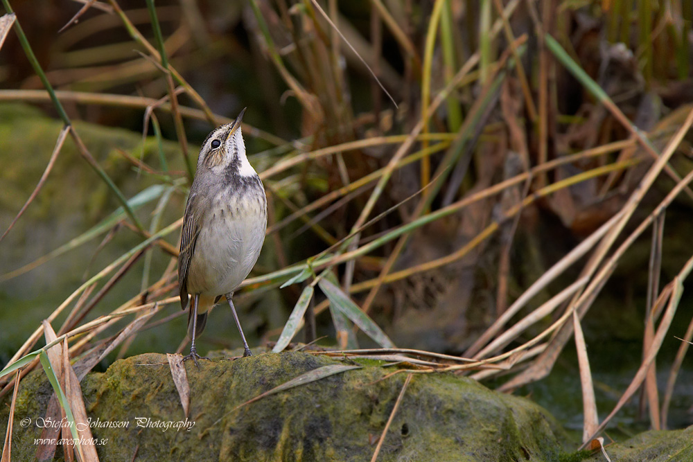 Blhake / Bluethroat Luscinia svecica 