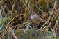 Blhake / Bluethroat Luscinia svecica 