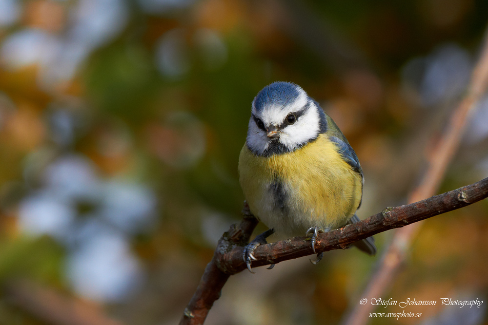 Parus caeruleus 