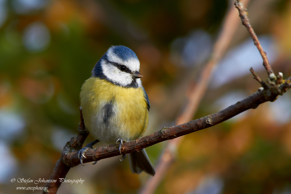 Parus caeruleus 