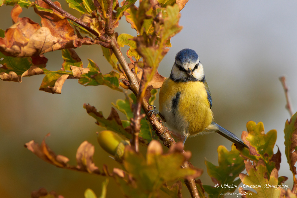 Parus caeruleus 