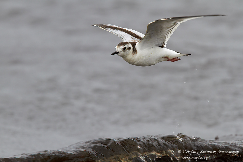 Dvrgms / Little Gull Larus minutus