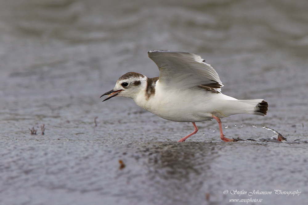 Dvrgms / Little Gull Larus minutus