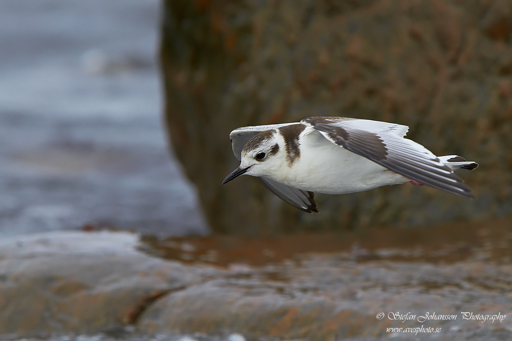 Larus minutus