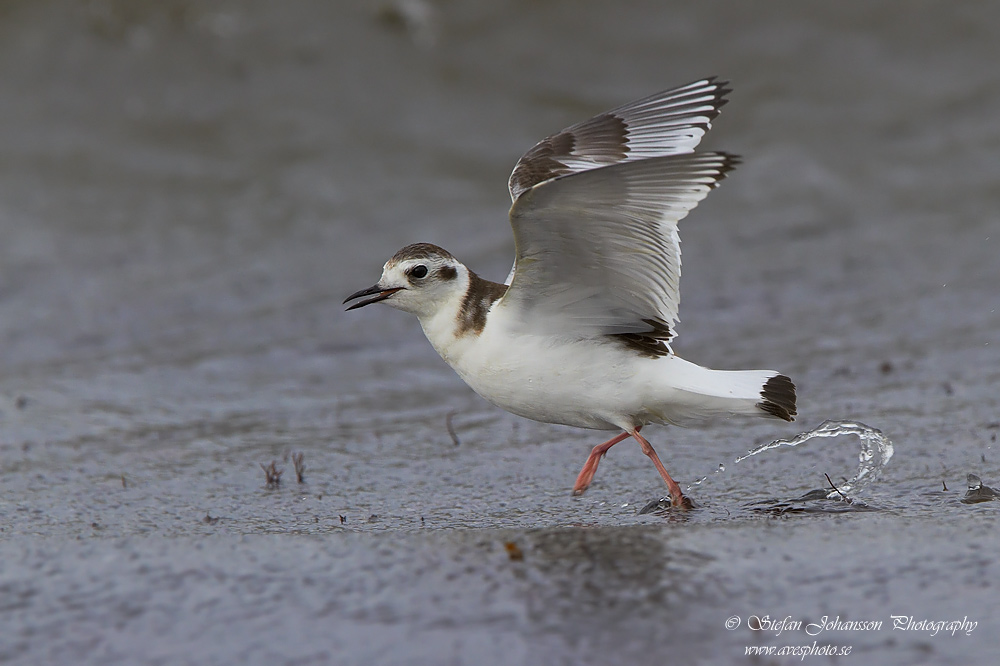 Larus minutus