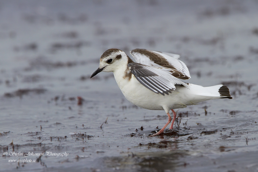 Larus minutus