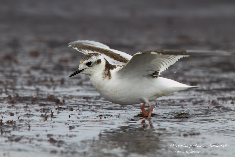 Larus minutus