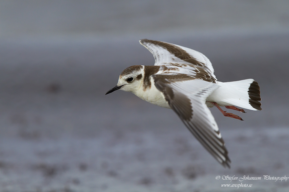 Larus minutus