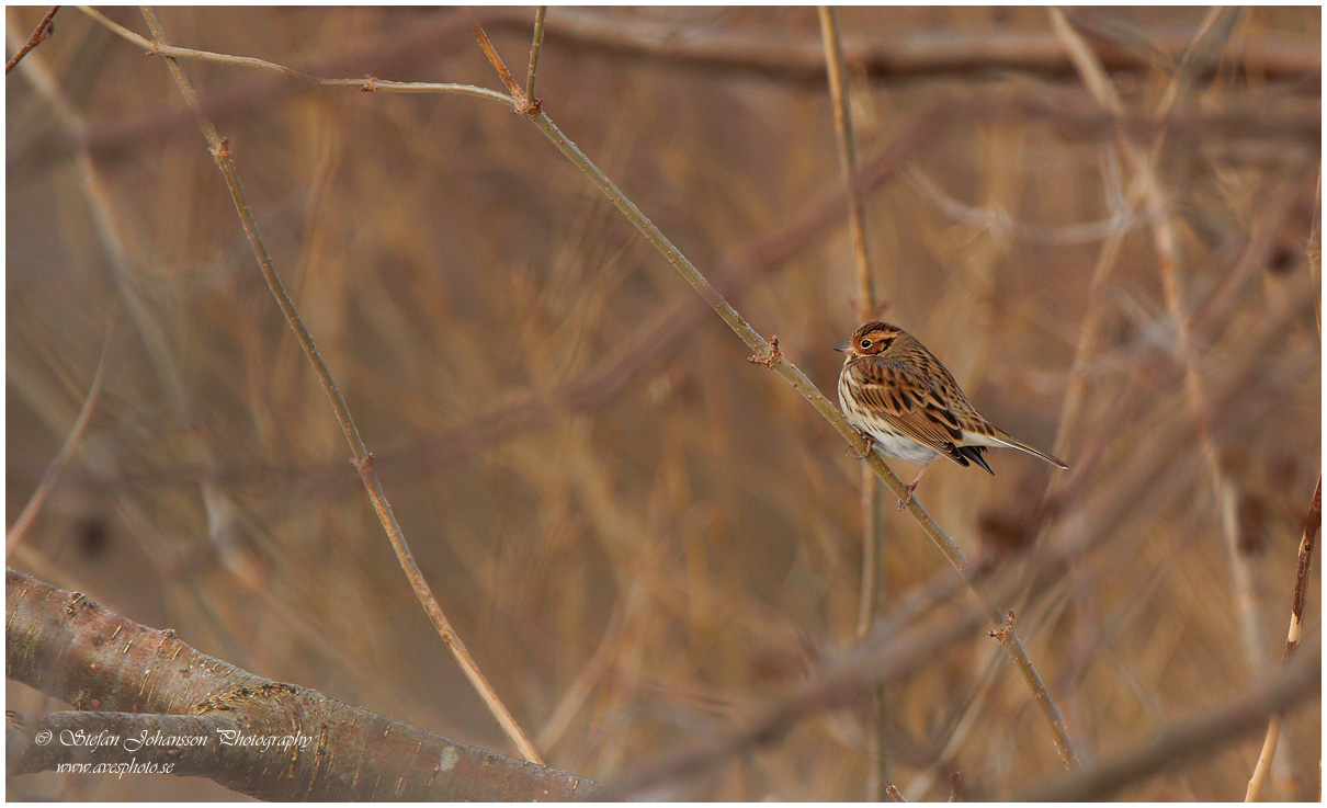 Dvrgsparv / Little Bunting Emberiza pusilla 