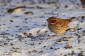 Dvrgsparv / Little Bunting Emberiza pusilla