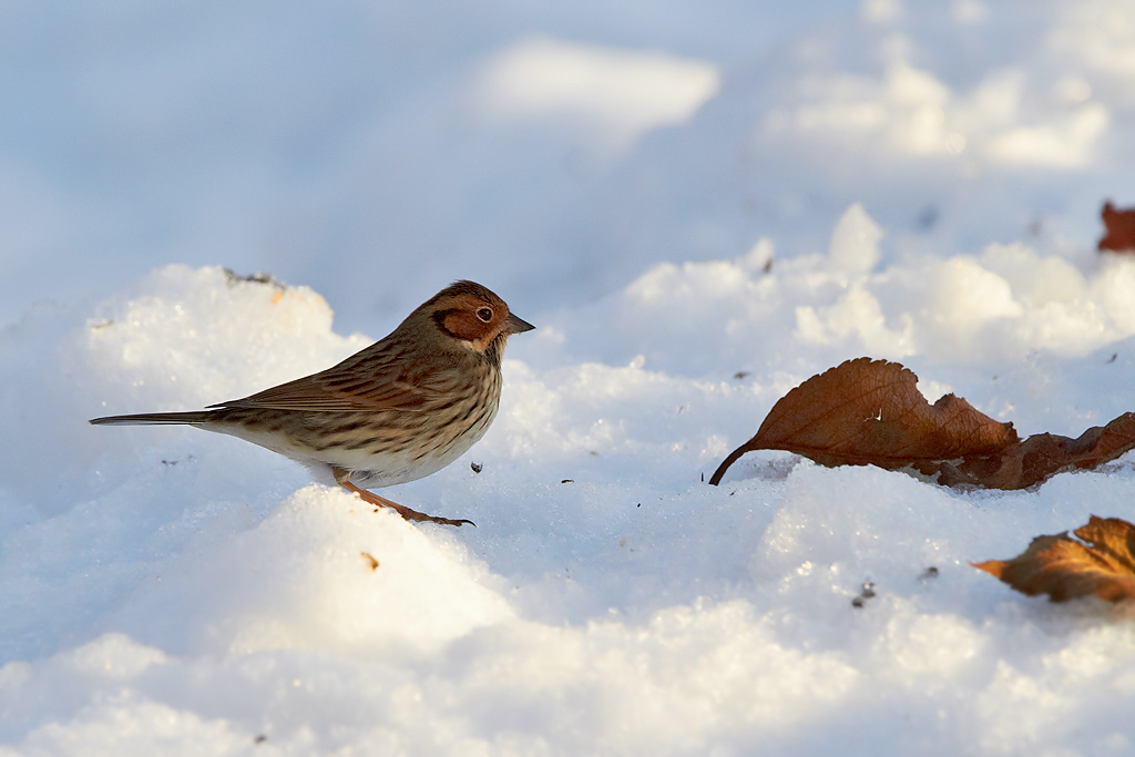 Dvrgsparv / Little Bunting Emberiza pusilla