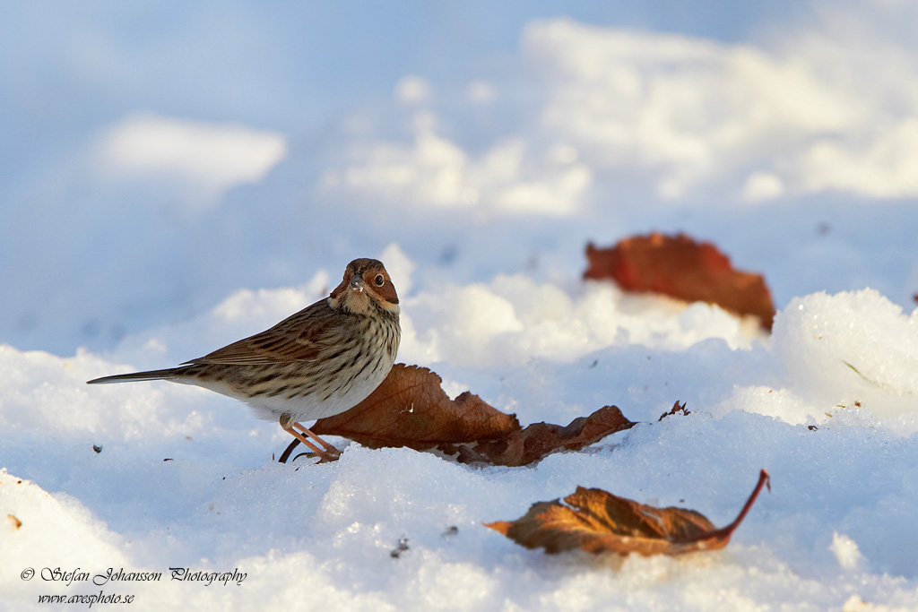 Dvrgsparv / Little Bunting Emberiza pusilla