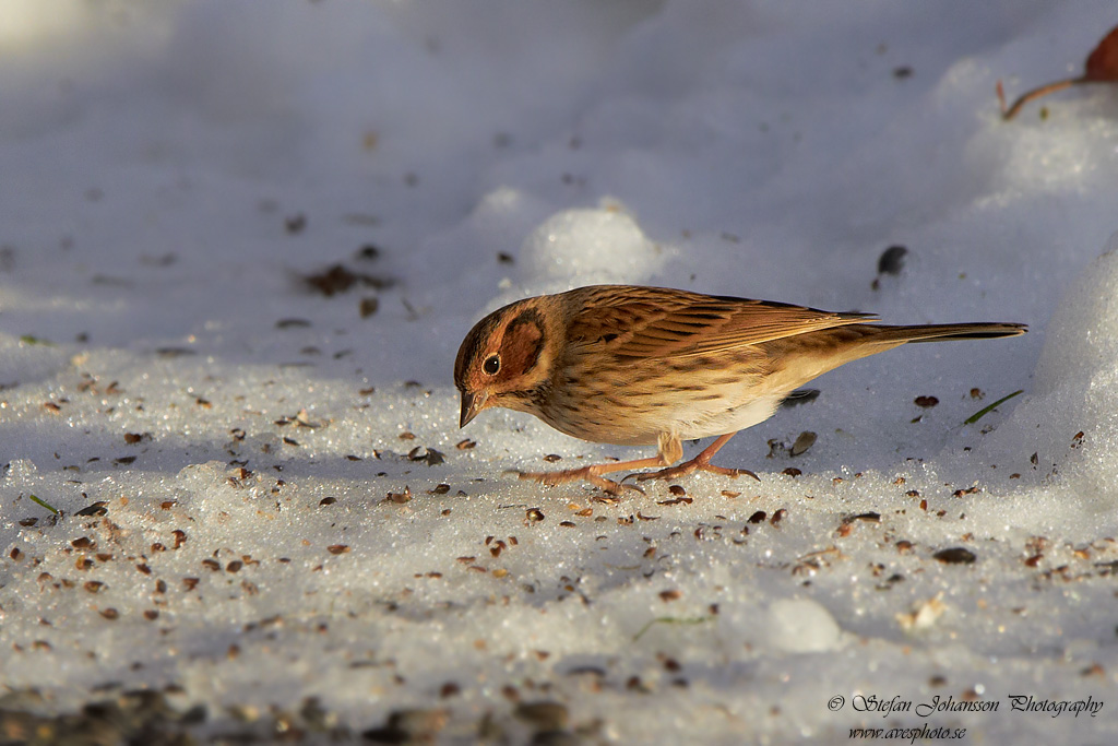 Dvrgsparv / Little Bunting 