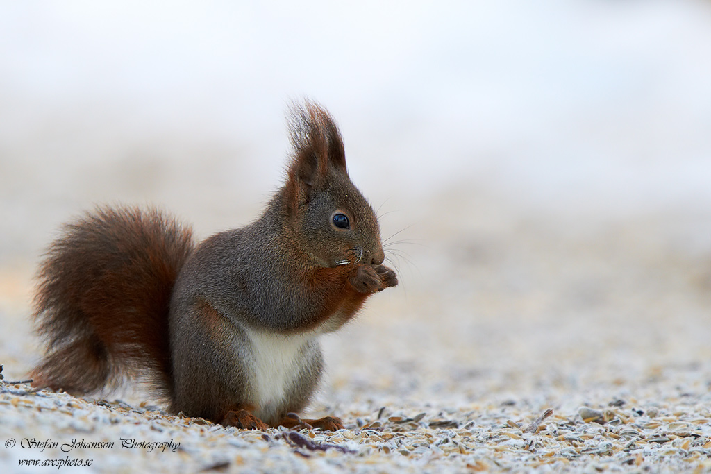 Ekorre Sciurus vulgaris 