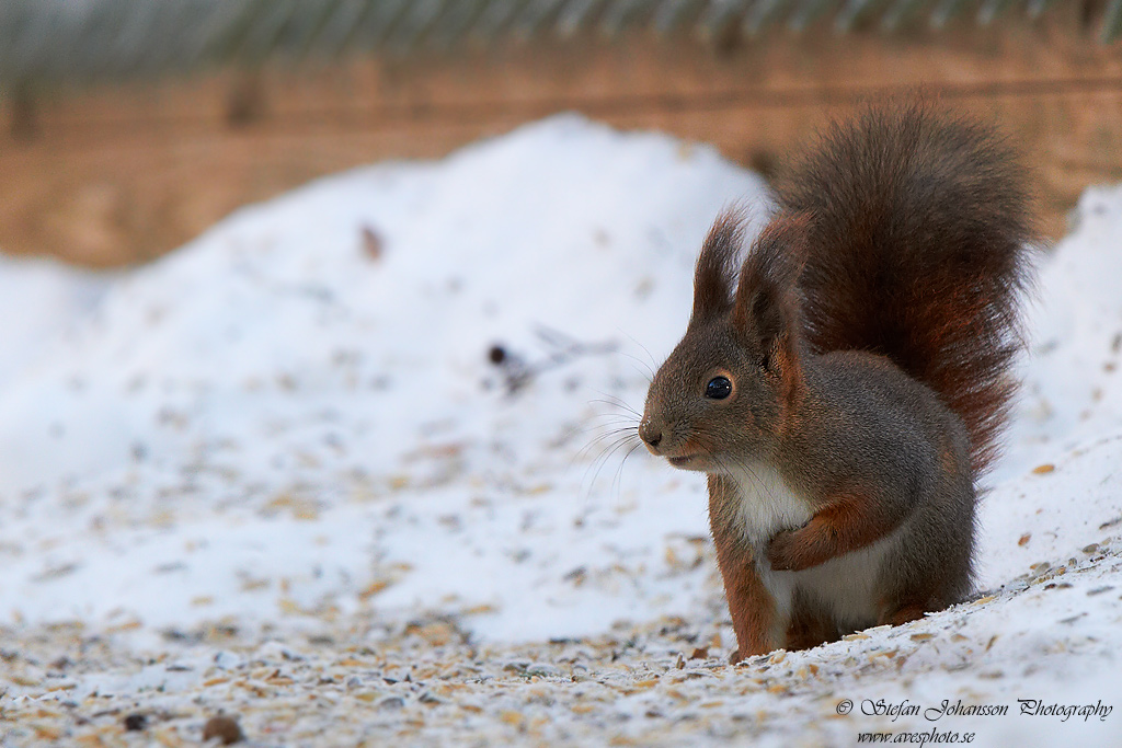 Ekorre Sciurus vulgaris 