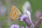 Eldsnabbvinge / Brown Hairstreak Thecla betulae 