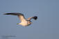 Fiskms / Common Gull Larus canus 